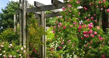 débroussaillage d'arbre La Bazoge-2