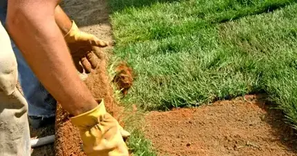 débroussaillage d'arbre La Bazoge-3