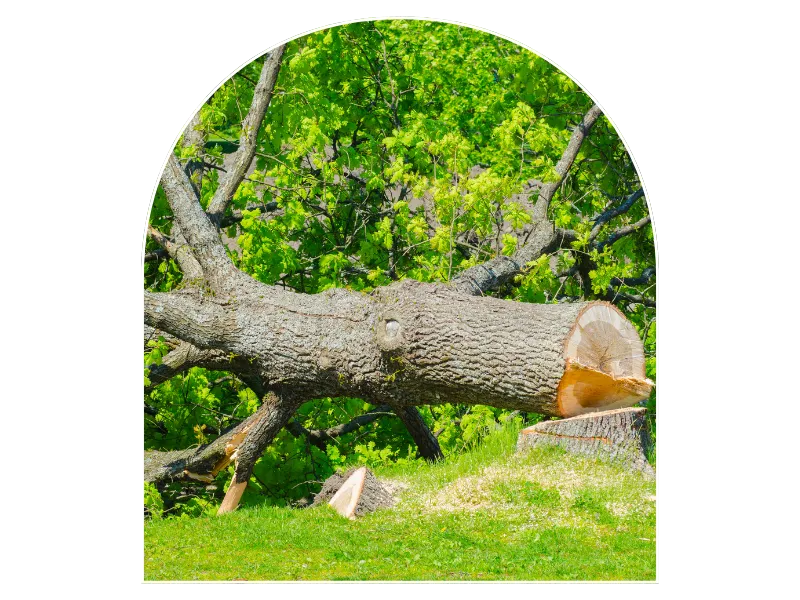 debroussaillage d arbre la bazoge