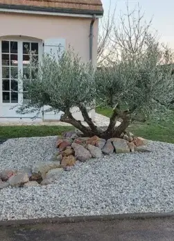 débroussaillage d'arbre La guierche-3