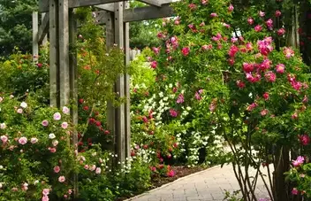 débroussaillage d'arbre Le Mans-2