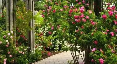 débroussaillage d'arbre Neuville sur Sarthe-3