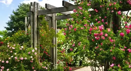 débroussaillage d'arbre Sargé-lès Le Mans-3