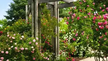 débroussaillage d'arbre Trangé-5