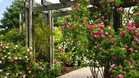 élagage La Milesse-4