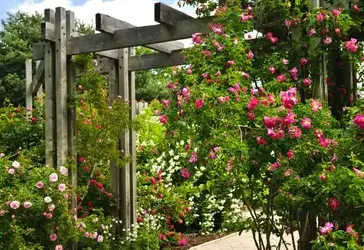 élagage Sargé-lès Le Mans-1