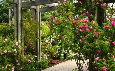entretien de jardin Le Mans-1