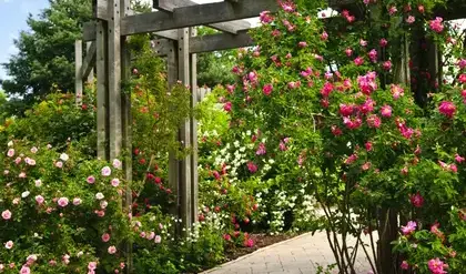 entretien de jardin Neuville sur Sarthe-4