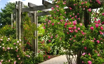 entretien de jardin Saint Saturnin-1