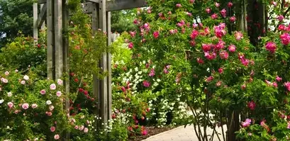 entretien de jardin Sargé-lès Le Mans-5