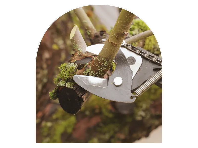 taille de haie aigne