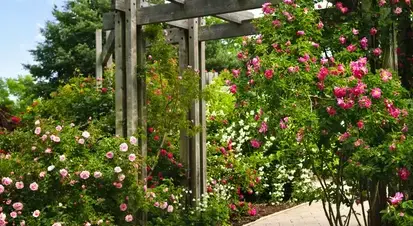 taille de haie La Milesse-1