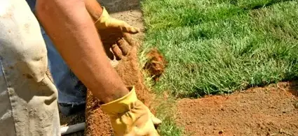 taille de haie La Milesse-2