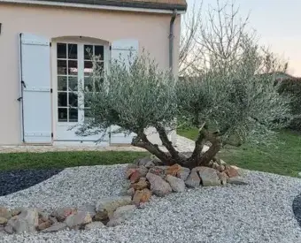 taille de haie Saint Saturnin-2