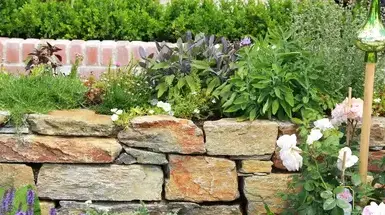 taille de haie Sargé-lès Le Mans-1