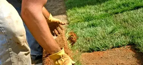 taille de haie Sargé-lès Le Mans-2