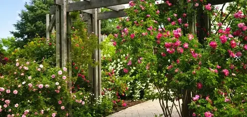 taille de haie Sargé-lès Le Mans-3