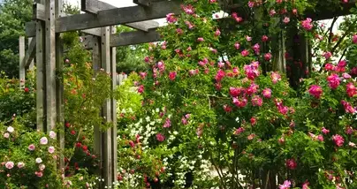 tonte de pelouse La Bazoge-1