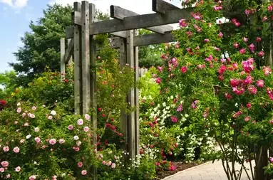 tonte de pelouse La guierche-1