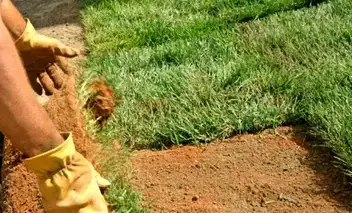 tonte de pelouse La Milesse-1