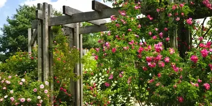 tonte de pelouse La Milesse-5