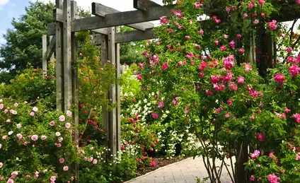 tonte de pelouse Le Mans-3