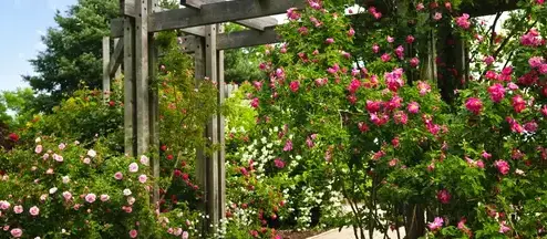 tonte de pelouse Neuville sur Sarthe-5