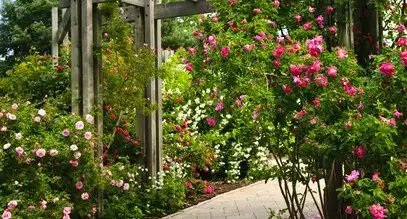 tonte de pelouse Saint Saturnin-2