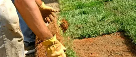 tonte de pelouse Sargé-lès Le Mans-1