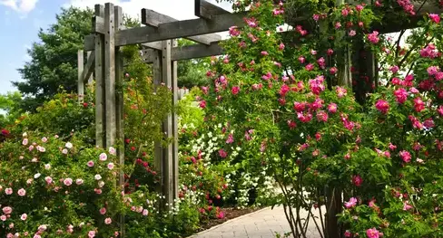 tonte de pelouse Sargé-lès Le Mans-4