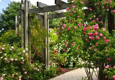 tonte de pelouse Trangé-4